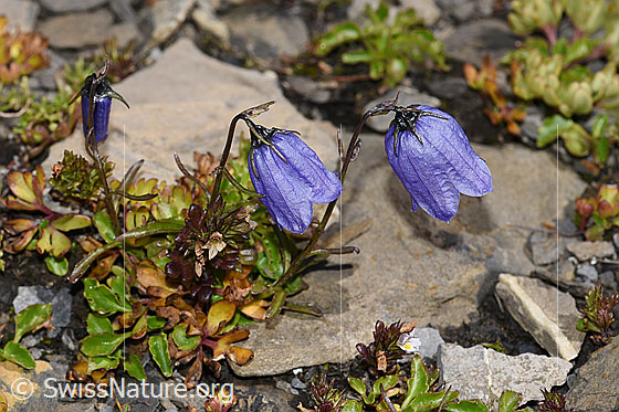 Photo: Campanula cochleariifolia. Whole plant (habiti).