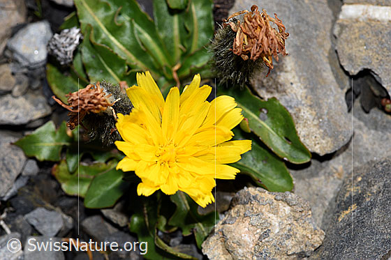 Photo: Leontodon montanus. Blossom. View from above.