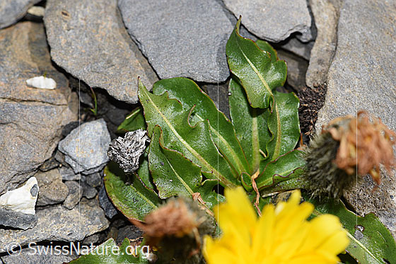Photo: Leontodon montanus. Leaves.