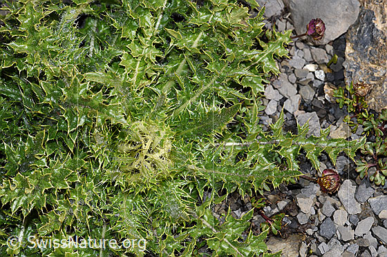 Foto: Alpen-Kratzdistel (Cirsium spinosissimum). Ganze Pflanze (Habitus).