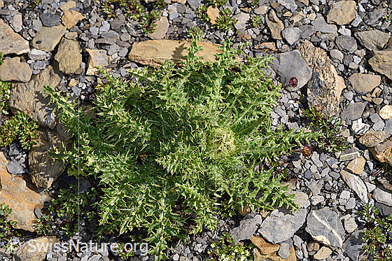 Foto: Alpen-Kratzdistel (Cirsium spinosissimum). Ganze Pflanze (Habitus) mit Umgebung.