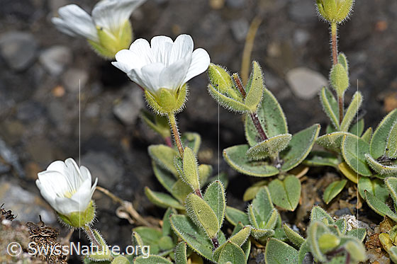 Foto: Breitblättriges Hornkraut (Cerastium latifolium). Blüte, Stängel und Blätter.