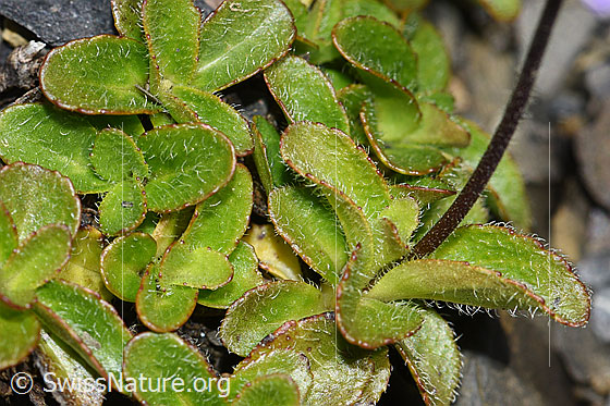 Photo: Veronica aphylla. Stem and leaves.