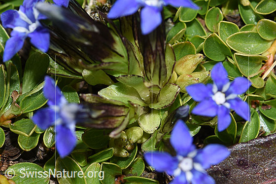 Foto: Schnee-Enzian (Gentiana nivalis). Blätter und Stängel.