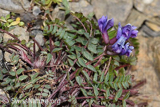 Photo: Oxytropis jacquinii. Leaves, stem and blossoms.