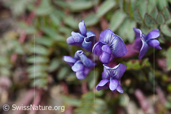 Photo: Oxytropis jacquinii. Blossoms. View from the front.