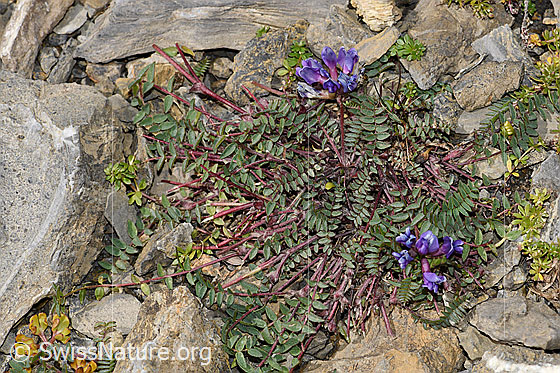 Foto: Berg-Spitzkiel (Oxytropis jacquinii). Ganze Pflanze (Habitus).