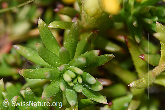 Photo: Saxifraga aizoides. Leaves.