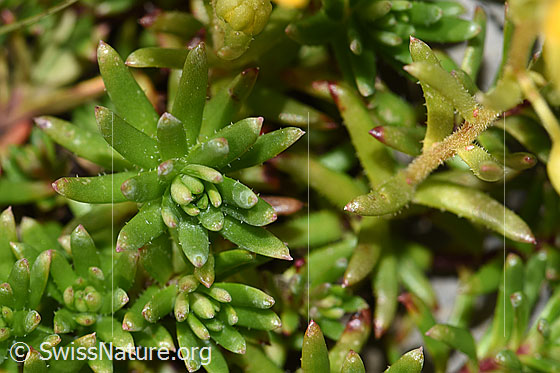 Photo: Saxifraga aizoides. Leaves and stem.