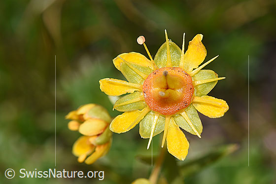 Foto: Bewimperter Steinbrech (Saxifraga aizoides). Blüten.