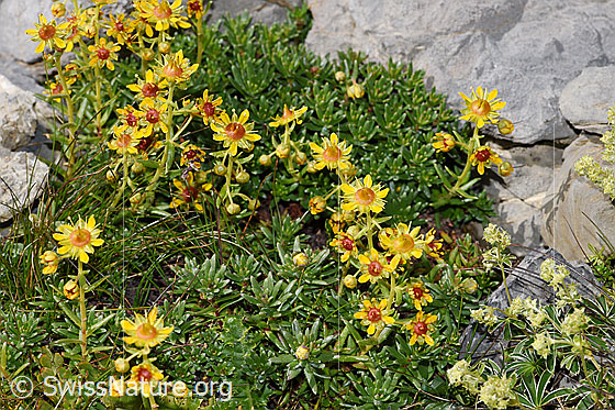 Foto: Bewimperter Steinbrech (Saxifraga aizoides). Ganze Pflanze (Habitus).