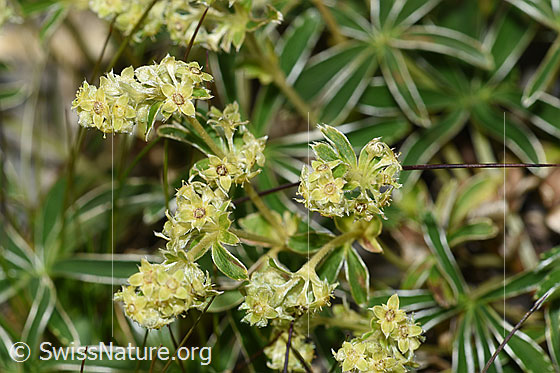 Photo: Alchemilla nitida. Blossoms.