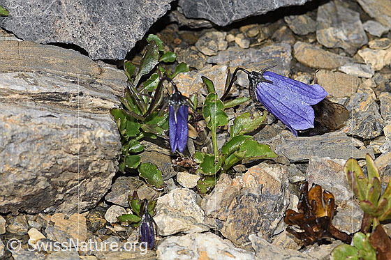 Foto: Niedliche Glockenblume (Campanula cochleariifolia). Ganze Pflanze (Habitus).