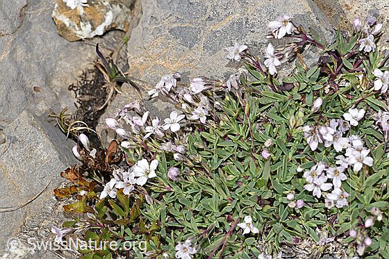 Foto: Kriechendes Gipskraut (Gypsophila repens). Blüten und Blätter.