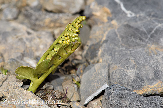Foto: Echte Mondraute (Botrychium lunaria). Ganze Pflanze (Habitus). Ansicht von der Seite.