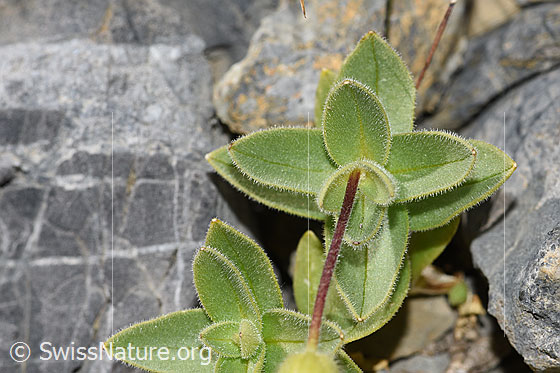 Foto: Breitblättriges Hornkraut (Cerastium latifolium). Stängel und Blätter.