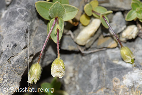 Foto: Breitblättriges Hornkraut (Cerastium latifolium). Blüten und Stängel. Blüten noch nicht geöffnet.