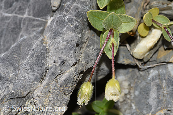 Foto: Breitblättriges Hornkraut (Cerastium latifolium). Blüten und Stängel. Blüten noch nicht geöffnet.