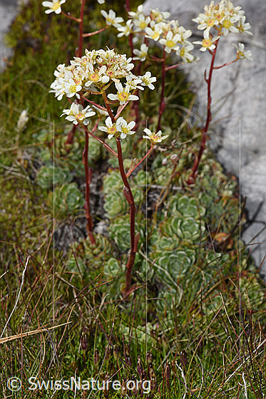 Foto: Trauben-Steinbrech (Saxifraga paniculata). Ganze Pflanze (Habitus).