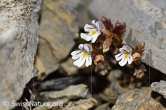 Photo: Euphrasia minima. Whole plant (habiti)