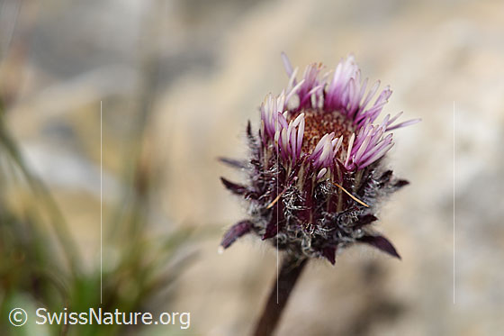 Photo: Erigeron uniflorus. Blossom.