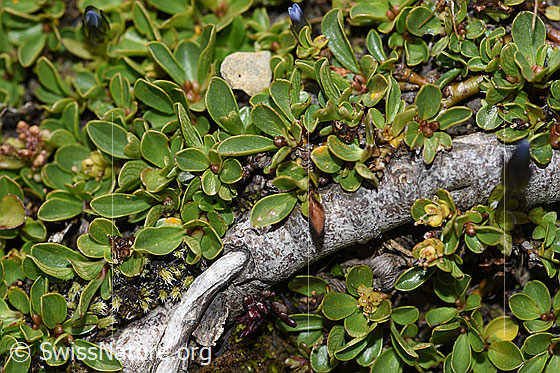 Photo: Salix retusa. Branch (possibly root), leaves and flowers. 