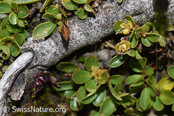 Photo: Salix retusa. Branch (possibly root), leaves and flowers. 