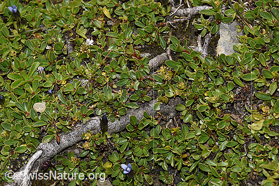 Foto: Stumpfblättrige Weide (Salix retusa). Ganze Pflanze (Habitat).