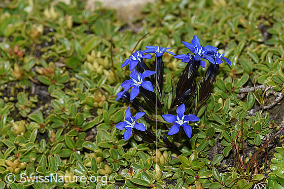 Foto: Schnee-Enzian (Gentiana nivalis). Ganze Pflanze (Habitus).