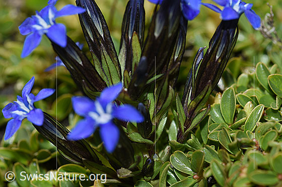 Foto: Schnee-Enzian (Gentiana nivalis). Kelch und Blätter.