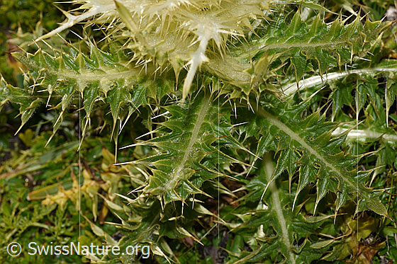 Photo: Cirsium spinosissimum. Leaves.