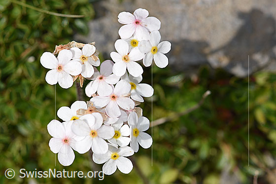 Bewimperter Mannsschild (Androsace chamaejasme)