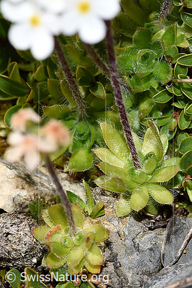 Foto: Bewimperter Mannsschild (Androsace chamaejasme). Stängel und Blattrosette.