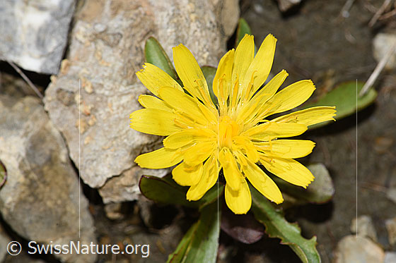 Photo: Leontodon montanus. Blossoms.