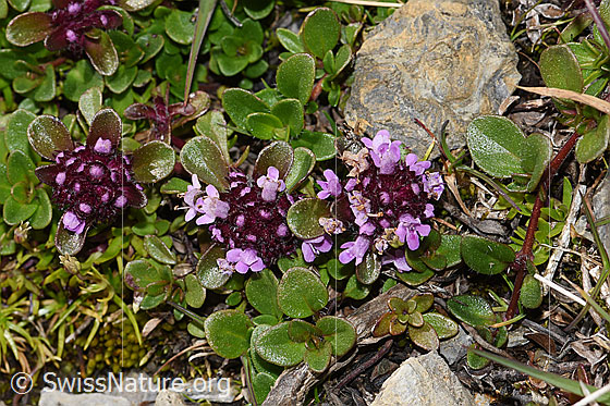Foto: Vielhaariger Thymian (Thymus polytrichus). Ganze Pflanze (Habitus).