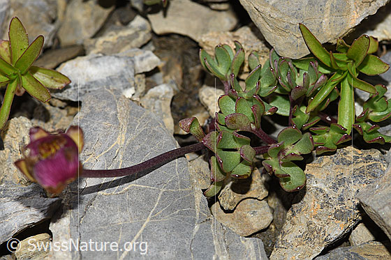 Foto: Wahrscheinlich Gletscher-Hahnenfuss (Ranunculus glacialis). Stängel und Blätter.