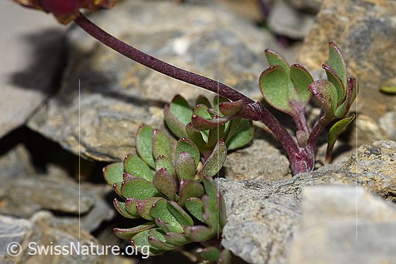 Foto: Wahrscheinlich Gletscher-Hahnenfuss (Ranunculus glacialis). Stängel und Blätter.