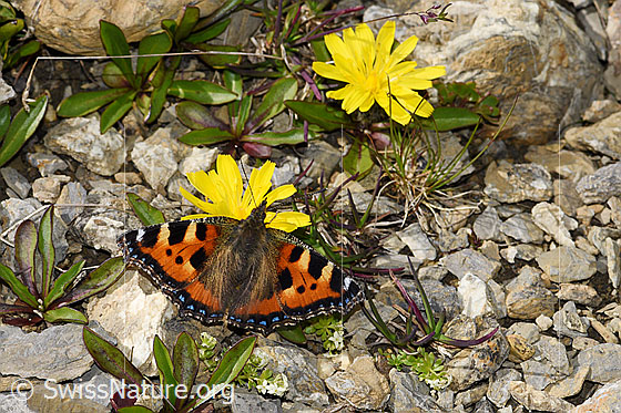 Foto: Kleiner Fuchs (Aglais urticae) auf Berg-Milchkraut (Leontodon montanus). Flügel geöffnet. Ansicht von oben.