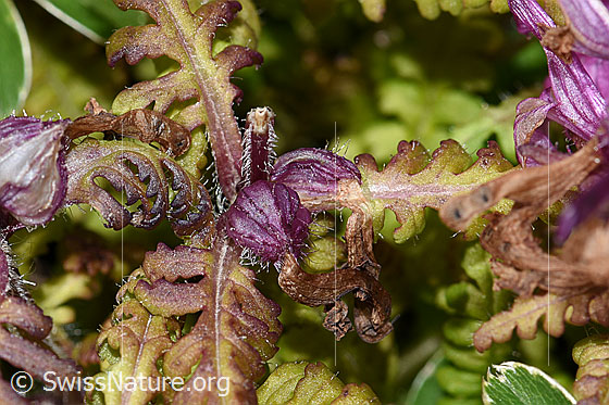 Photo: Pedicularis verticillata. Leaves, stem and rudimentary fruit.