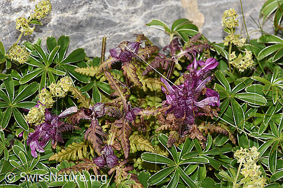 Photo: Pedicularis verticillata. Whole plant (habiti). Surrounded by leaves of the Alchemilla nitida.
