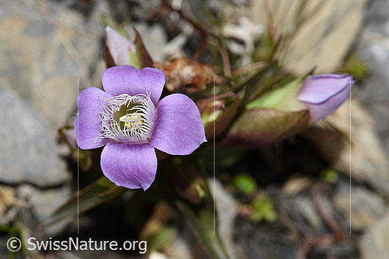 Photo: Gentiana campestris. Blossom.