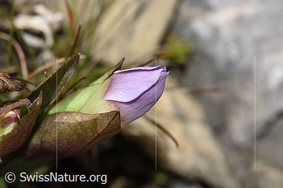 Photo: Gentiana campestris. Flower not yet opened.. View from the side.