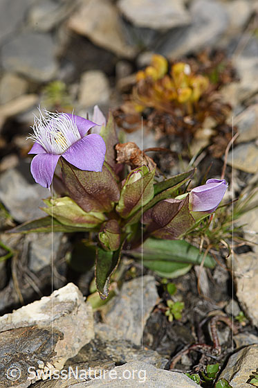 Photo: Gentiana campestris. Whole plant (habiti)