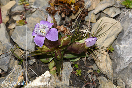 Photo: Gentiana campestris. Whole plant (habiti).