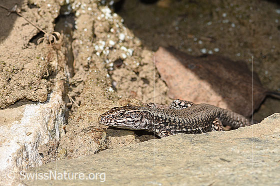 Photo: Podarcis muralis. View from side front.