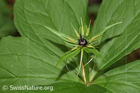 Photo: Paris quadrifolia. Blossom, stem and leaves from the side.
Lat.: Paris quadrifolia
Family: Melanthiaceae
Genus: Paris