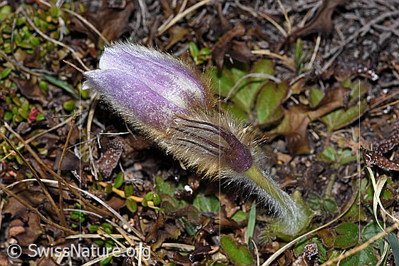 Foto: Frühlings-Anemonen (Pulsatilla vernalis). Ganze Pflanze (Habitus).