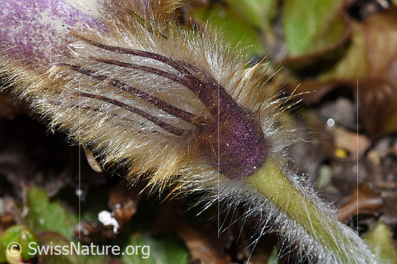 Foto: Frühlings-Anemonen (Pulsatilla vernalis). Blüte und Stängel. Detail.