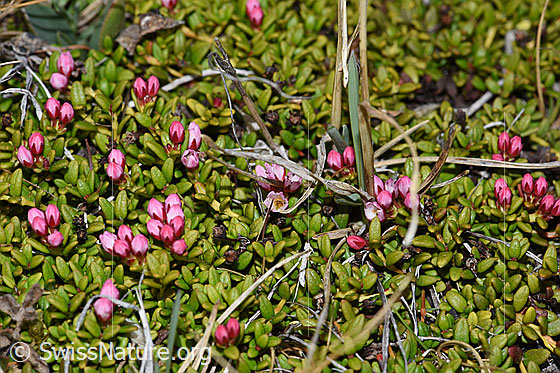 Foto: Alpenazalee (Loiseleuria procumbens). Ganze Pflanze (Habitus). Blüten geschlossen.