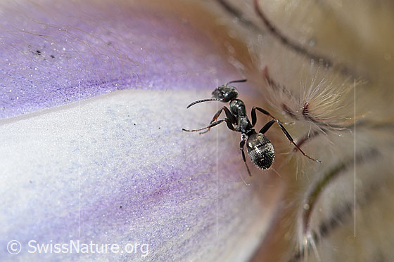 Foto: Formica lemani (Waldameise) auf Frühlings-Anemone (Pulsatilla vernalis). Länge 4.5 - 6.5mm. Ansicht von schräg oben.